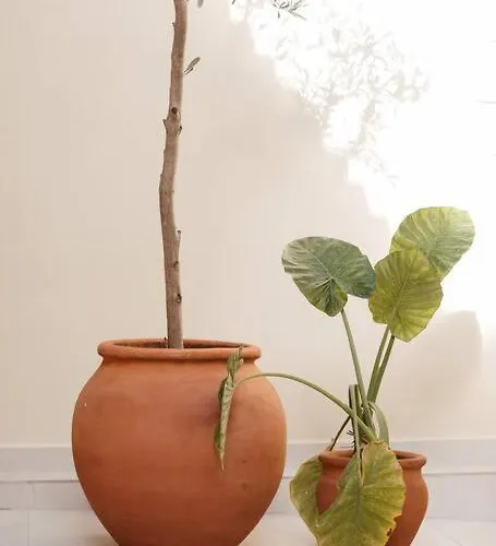 Garden By Holistay Tirana